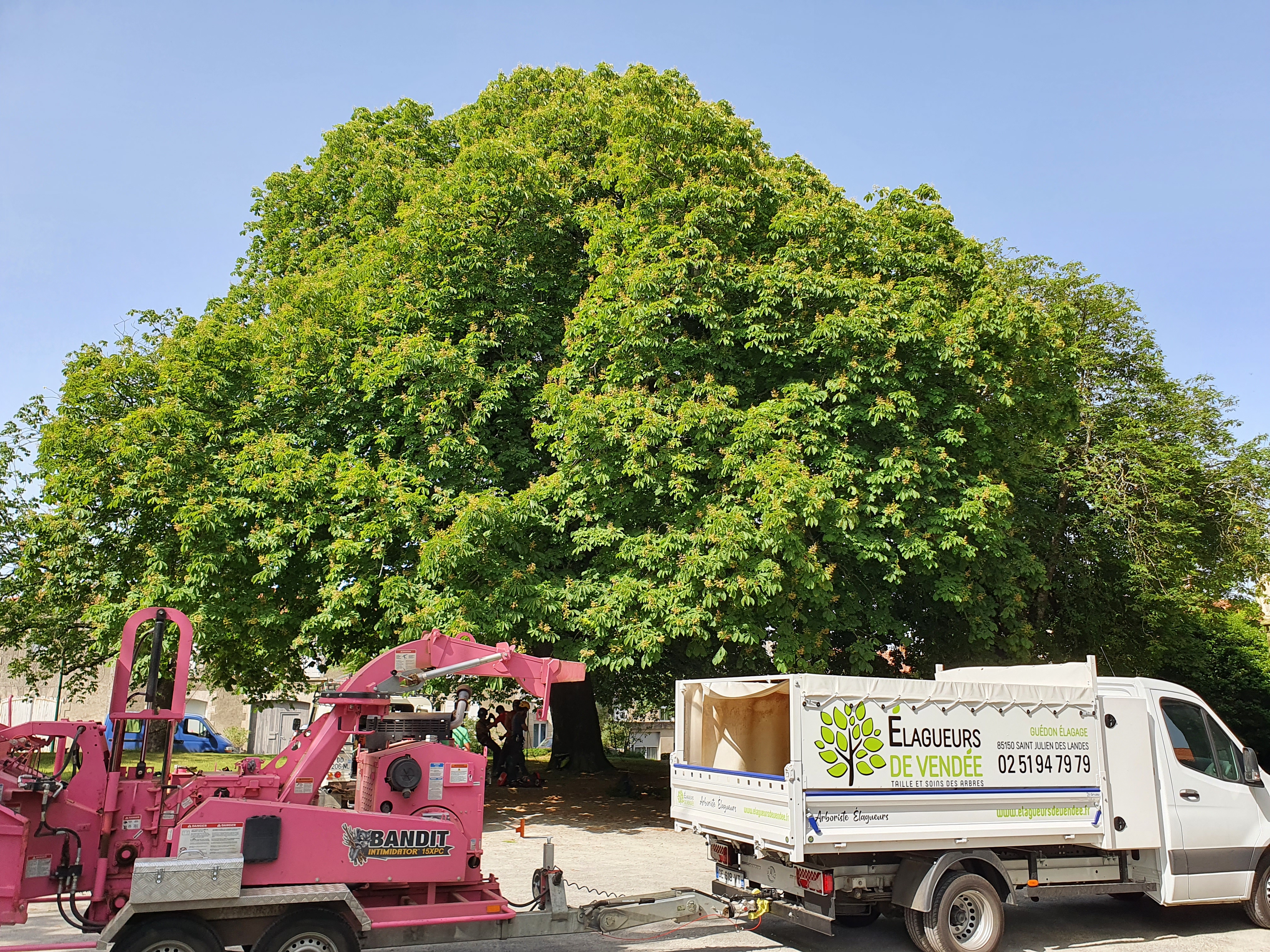 Elagueurs De Vendee ELAGAGE LES SABLES DOLONNE Presentation Neutre 1