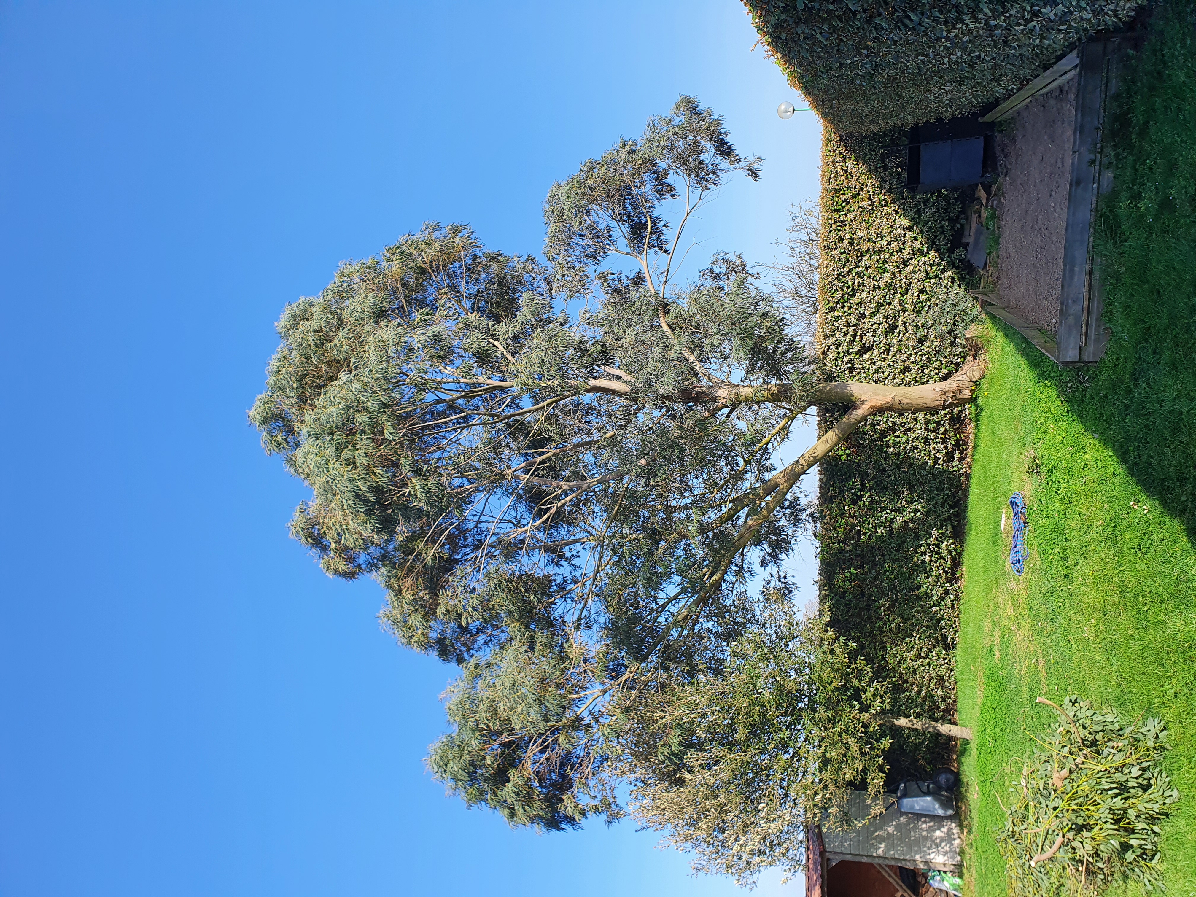 Elagueurs De Vendee ELAGAGE LES SABLES DOLONNE Taille 4 Avant