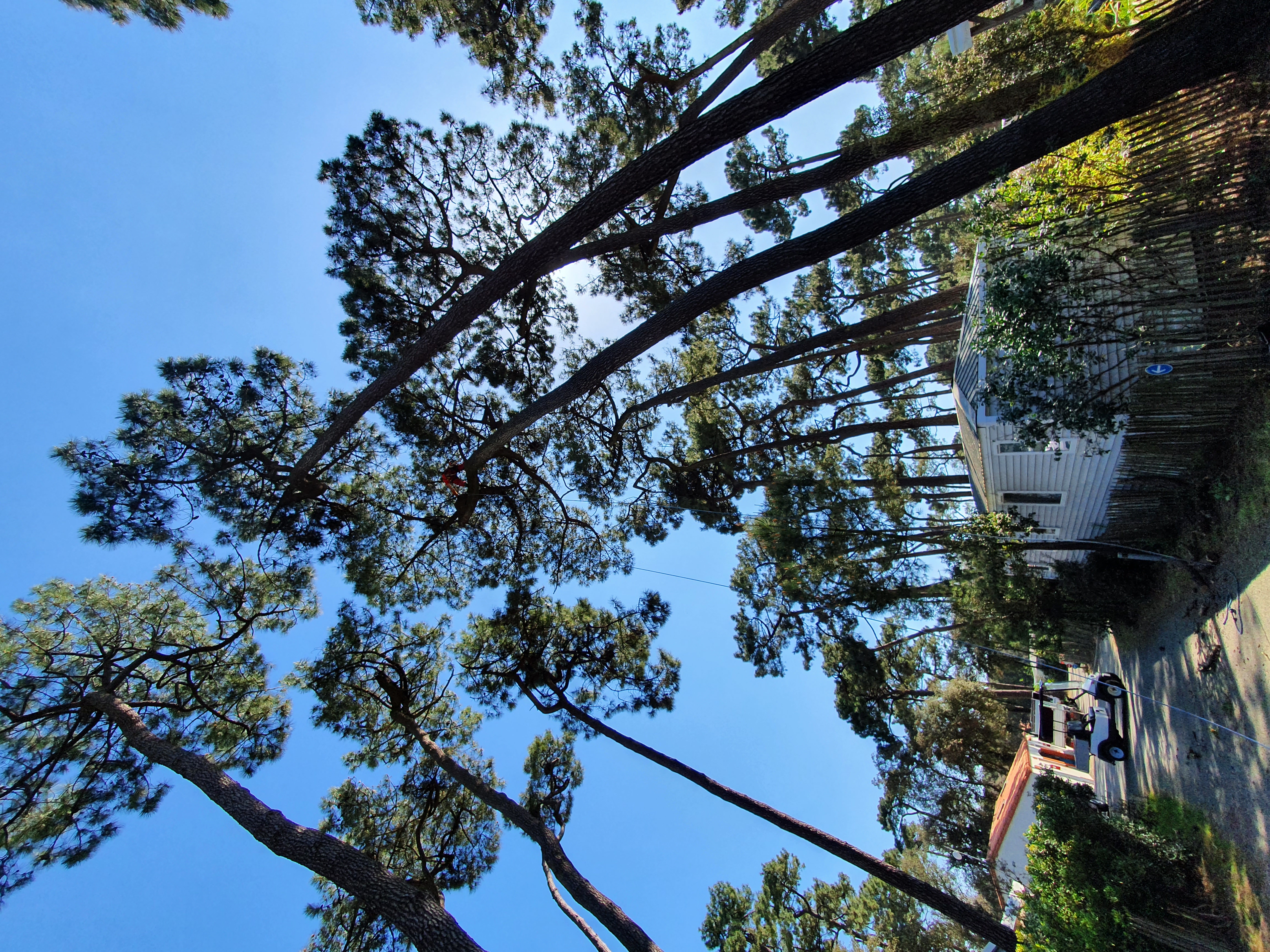 Elagueurs De Vendee ELAGAGE LES SABLES DOLONNE Taille 7
