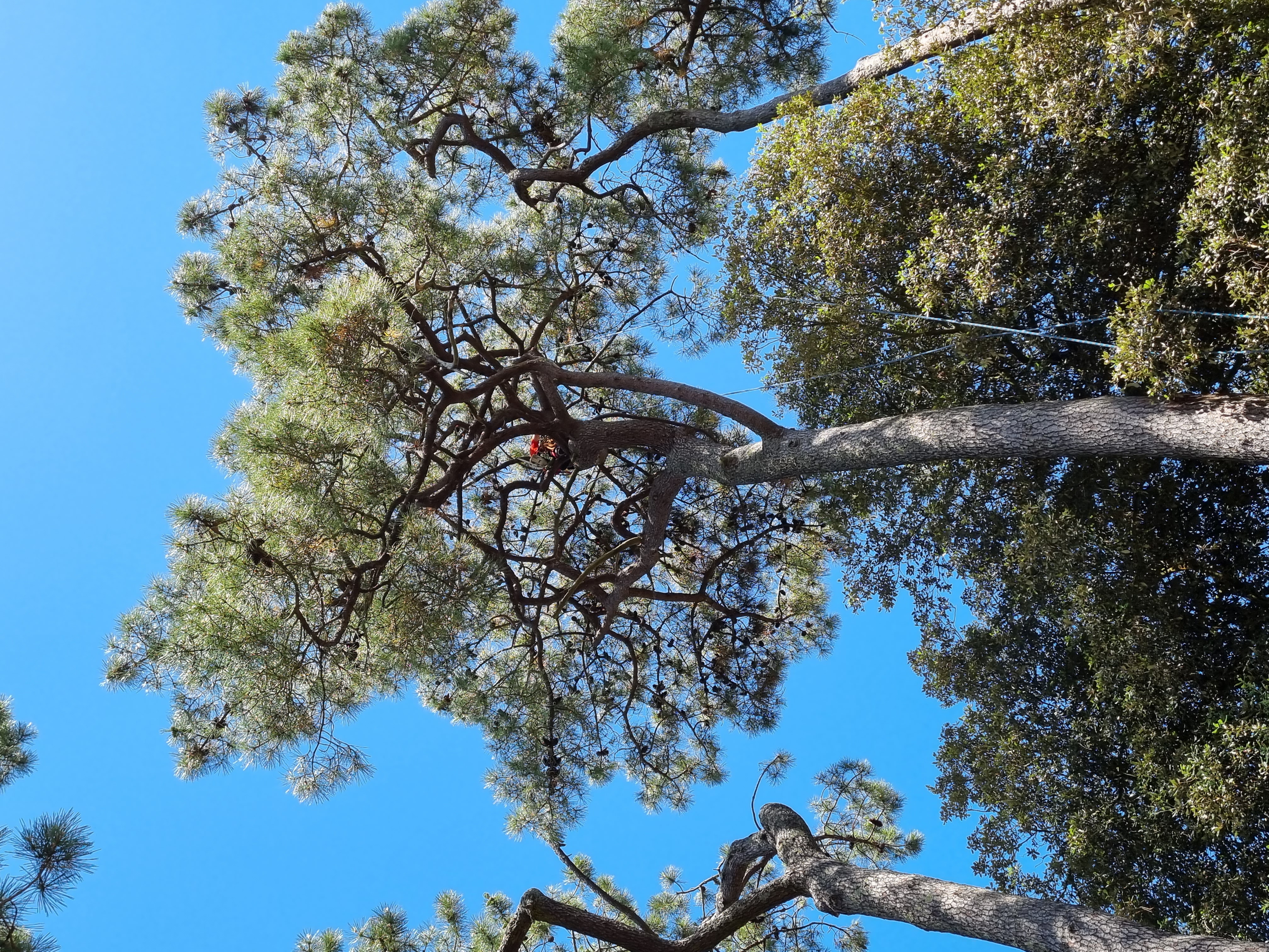 Elagueurs De Vendee ELAGAGE LES SABLES DOLONNE Taille 8
