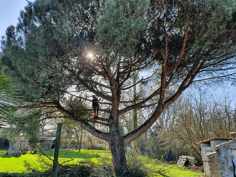 Elagueurs De Vendee ELAGAGE LES SABLES DOLONNE Elagueurs De Vendee ELAGAGE LES SABLES DOLONNE Taille 2 1 1