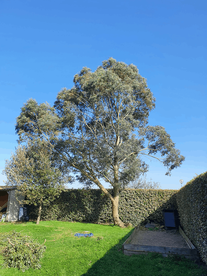 Elagueurs De Vendee ELAGAGE LES SABLES DOLONNE Elagueurs De Vendee ELAGAGE LES SABLES DOLONNE Taille 4 Avant 1 1