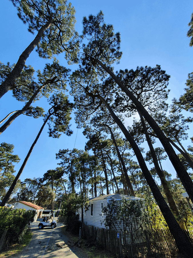 Elagueurs De Vendee ELAGAGE LES SABLES DOLONNE Elagueurs De Vendee ELAGAGE LES SABLES DOLONNE Taille 7 1 1