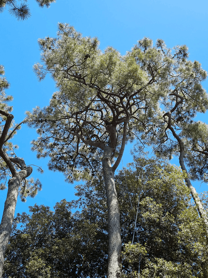 Elagueurs De Vendee ELAGAGE LES SABLES DOLONNE Elagueurs De Vendee ELAGAGE LES SABLES DOLONNE Taille 8 1 1