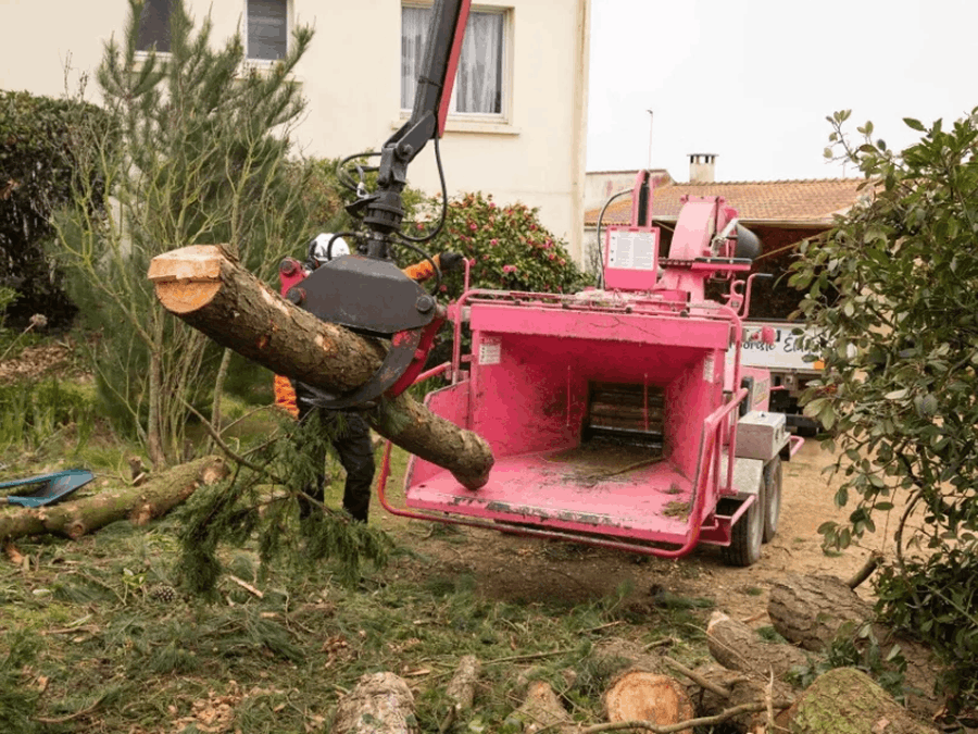 Elagueurs De Vendee ELAGAGE LES SABLES DOLONNE Elagueurs De Vendee ELAGAGE LES SABLES DOLONNE Realisations 5 1